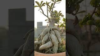 Adenium Plant #shorts #short #adenium #hobby #nature #love #plants #gardening