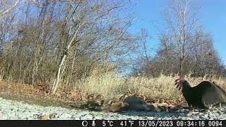 Turkey vultures and crows eating out of the coyote pile