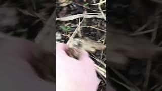 Plant bulbs are resilient even in a compost pile