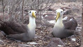 37 Percent of Birds Need Conservation Care