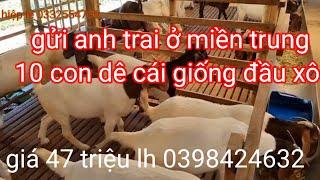 gửi cho anh trai ở miền trung 10 con dê cái giống giá 47tr lh 0398424632