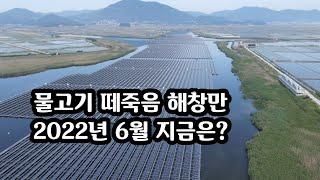 물고기 떼죽음 해창만 ..2022년6월 지금은? (드론촬영)