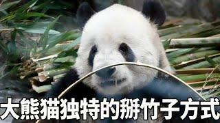 大熊猫掰竹子的方式千奇百怪，但最出圈的还属萌二，永远是一副龇牙咧嘴的样子即使忘记也会补上。【大橙子数据】