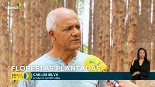 Meio Ambiente | Florestas plantadas