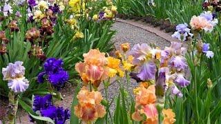 ИРИСЫ. ИНТЕРЕСНОЕ. КЛАССИФИКАЦИЯ. КРАСИВАЯ ЛЕГЕНДА. ОБЗОР СОРТОВ. Irises. Beautiful varieties.