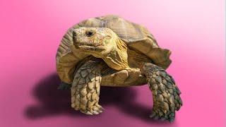 Ultimate Backyard Tortoise Zoo! Species You've Never Seen Before!