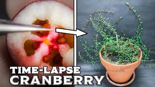 210 Days Growing Cranberry Plant From Seed (Time-lapse)