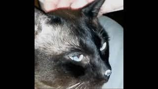 Яша #cat #funny #funnyvideo #funnyshorts