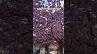 MUST VISIT CHERRY BLOSSOM AVENUE IN BERLIN!! #berlintravelguide