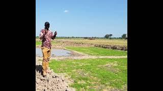 Sustainable Rice Farming: Private Investment Opportunity in Tanzania