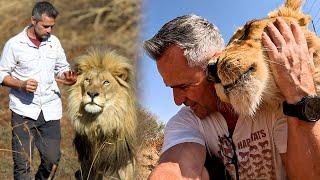 Which LION Do I Trust with My Life? | The Lion Whisperer