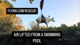 COW STUCK IN SWIMMING POOL! (Air lifted to safety)