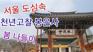 서울 도심속 천년고찰 봉은사 봄나들이(#봉은사#천년고찰#서울여행하기좋은곳)