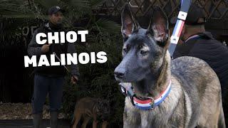 Malinois Puppy: Natural education using a unique method!