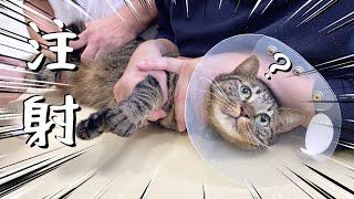 Cat unaware that they were injected at a veterinary clinic...