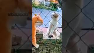 cat #comedy || FUNNY GENIX