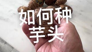 如何种植芋头 How to grow taro roots