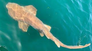 Shark fishing Tampa bay 3 mile reef