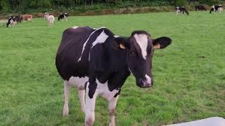 [PointFOOTAGE] Animals - Cattle cow Black-White Holstein pasture farm - FS - 3181391541, 11506741