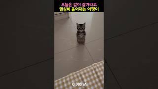 오늘도 같이 잘거라고 우기는 아깽이
