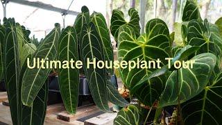 So Many Rare Houseplants!! | Ecuagenera CA