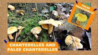 Chanterelles And False Chanterelles And How To Spot The Differences