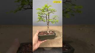 Top 5 best trees for bonsai  #shorts