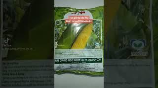 Giống bắp Mỹ ngọt hai mũi tên đỏ là giống bắp mỹ năng suất cao hạt đầy cùi thẳng hàng trái to