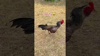 เก่งจริงๆเลย #shortvideo #subscribe #funny #shortsfeed #ไก่ชนเงินล้าน #ไก่ชนพม่า