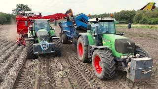 Kartoffeln aus Niedersachsen - LKW, Traktoren & 2 Kartoffelroder Kartoffelernte 2024 Landwirtschaft