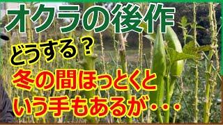 オクラの後作におすすめ野菜6選　無理せず畑を休ませる手もあり