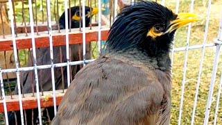 Myna Bird Sounds | Myna Bird Singing | Common Myna Sound | Myna Sound