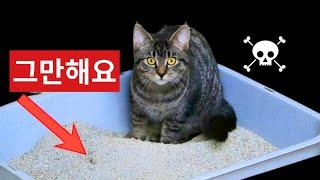 당신의 고양이 생명을 위협할 수 있는 7가지 습관 (그리고 이를 바로잡는 방법!)