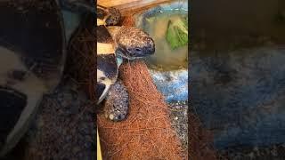These are my 2 tortoises! Let me introduce them …