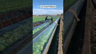 How do you build a low cost poly house? What is low tunnel farming?