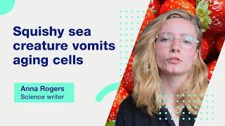 Squishy sea creature vomits aging cells