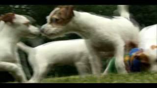 Dogs 101 - Jack Russell