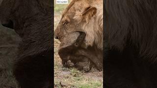 Honey Badger | Find Out Why You SHOULDN'T Challenge It! #shorts #honeybadger #animals