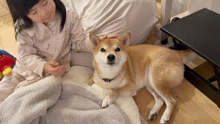 柴犬に子守されてた女の子は優しいお姉ちゃんに育ちました