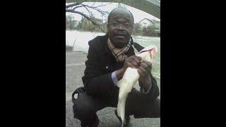 GROS POISSON DICTATEUR SASSOU DENIS  EST-IL A DEUX PAS D’ÊTRE CAPTURÉ PAR LE SOUVERAIN CONGOLAIS?