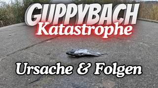 Katastrophe im GUPPYBACH - Das war die Ursache des Fischsterbens