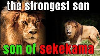 the strongest son of sekekama