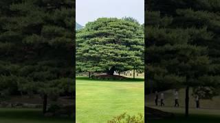 청와대 녹지원 반송 #구독부탁합니다 #청와대 #청와대녹지원 #녹지원 #반송 #나무 #tree #cheongwadae #bluehouse #이명박전대통령님 #이명박 #MB #2MB