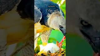 The Best Of Eagle  Attack || #shorts #eagle #eagleattack #trending #vuralshorts