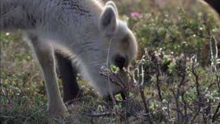 Wolves Hunting Caribou | Planet Earth | BBC Studios