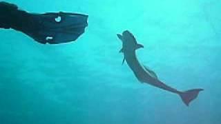 Hasan alkhatib diving with shark sucker "remera"