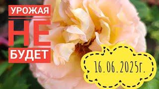 Неделя засухи в Сибири/ Можем остаться без урожая #жизнь#дача#влог#лето#обзор#garden