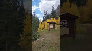 Beautiful fall colors, aspen trees. Rio Grande National Forest, Colorado