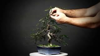 Styling Series - Pruning and Wiring my Chinese Elm, With Commentary