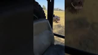 Hippo attack on African safari